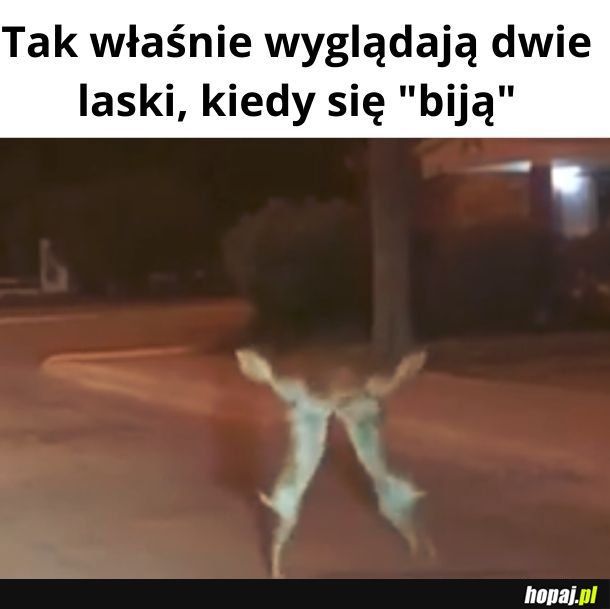 Bijące się laski