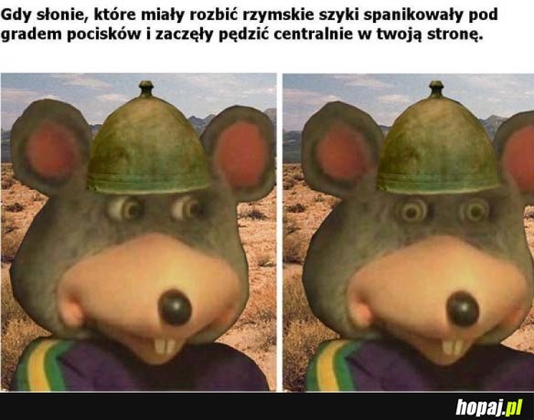 PRZYPAŁ ZE SŁONIAMI