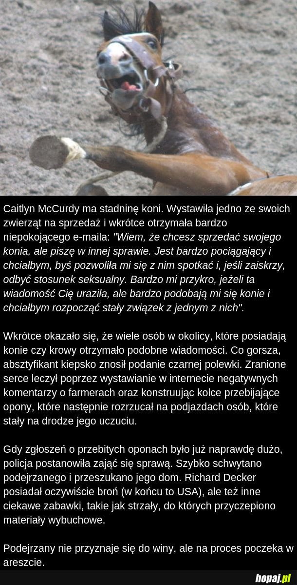  Miłość do koni 