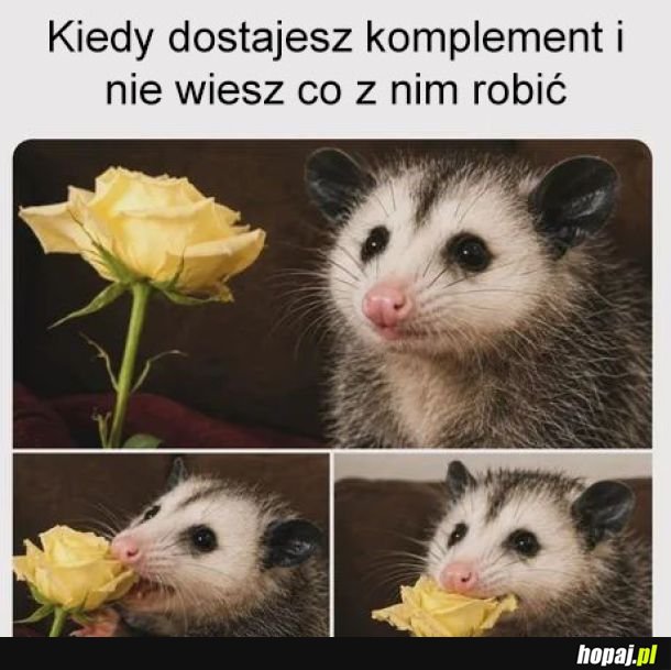 Nie umiem w komplementy