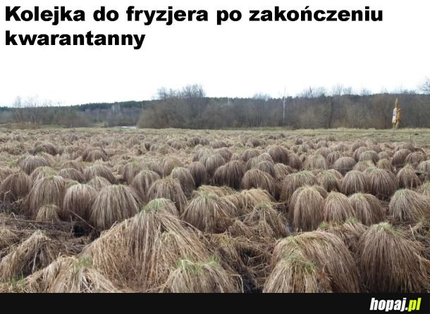 Fryzjer