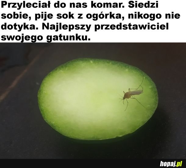 Dobry komarek