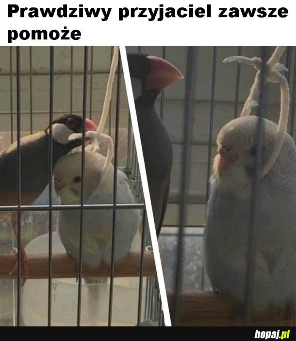 Kochany przyjaciel