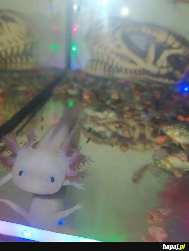 Axolotl mówi dobranoc