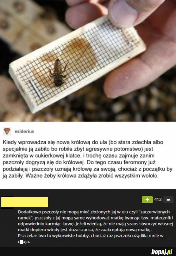 Trochę informacji o pszczołach