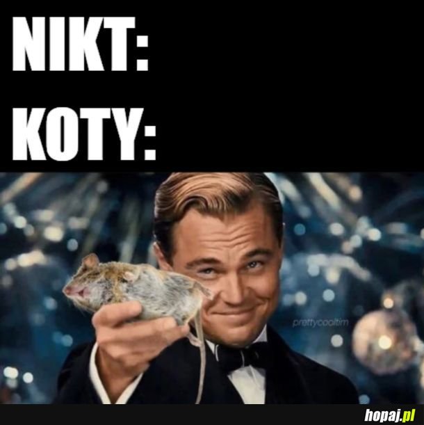 Kot