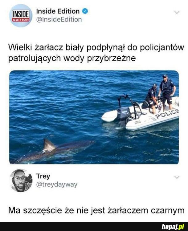 Żarłacz biały