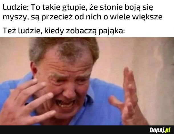 Słonie