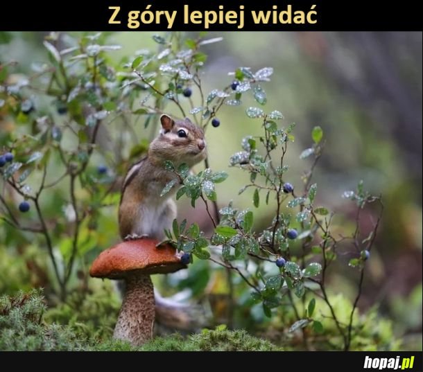 Z góry lepiej widać