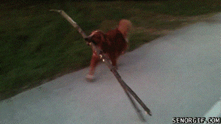 Dog fail