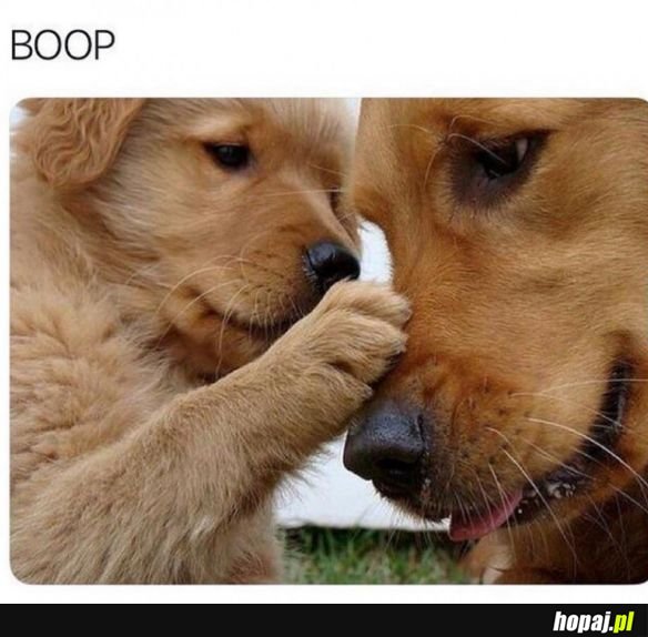 Boop