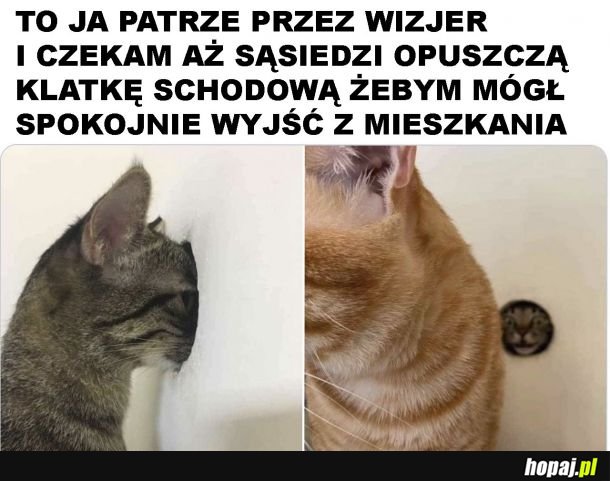 Sąsiedzi na klatce