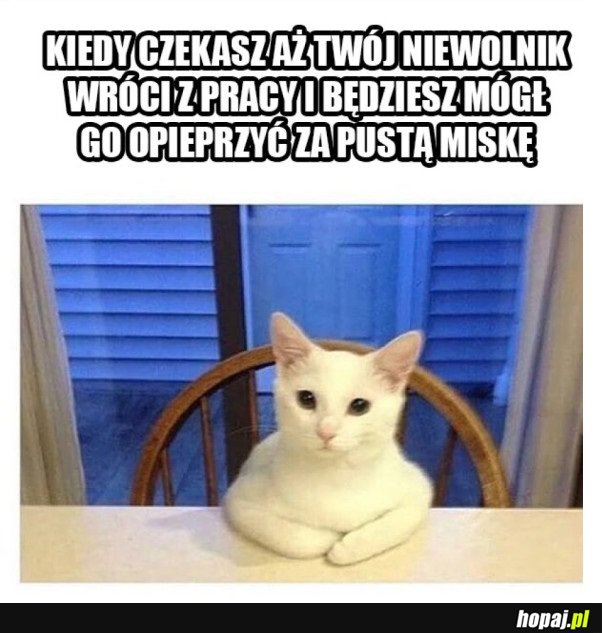 PAN KOT OCZEKUJE NA NIEWOLNIKA