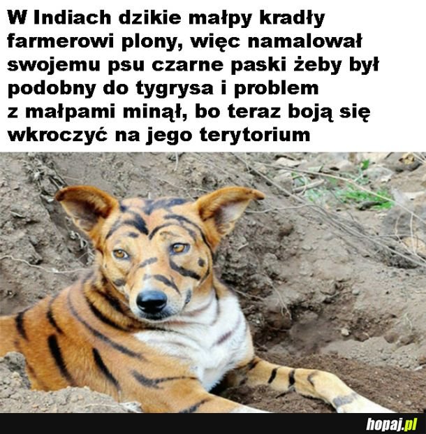Jak pies został tygrysem