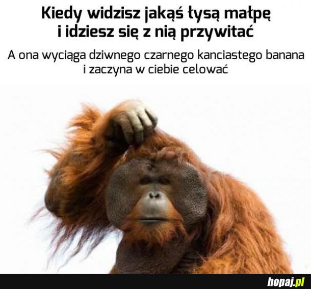 Najdziwniejsza małpa ever
