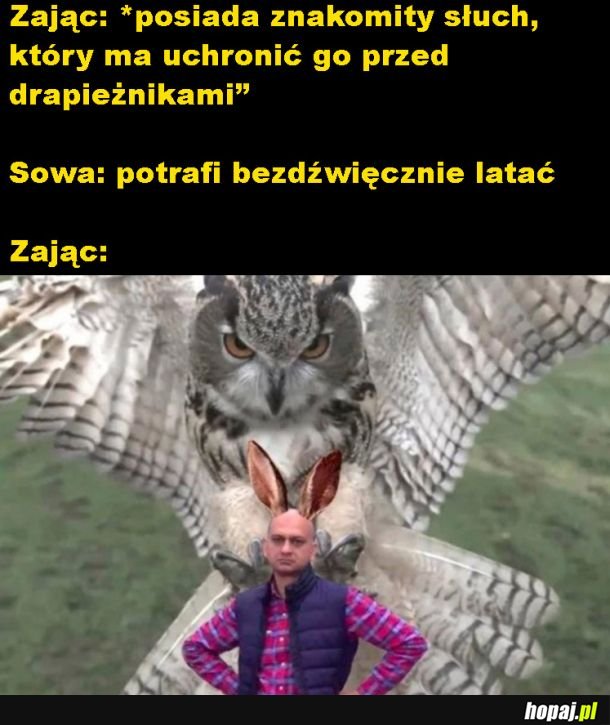 Zając i sowa
