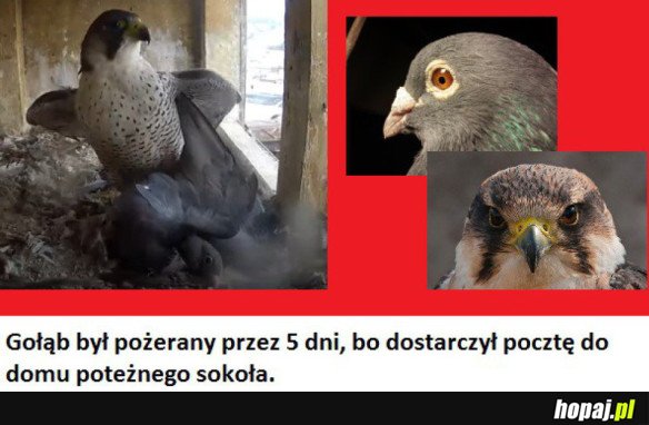 POTĘŻNY SOKÓŁ