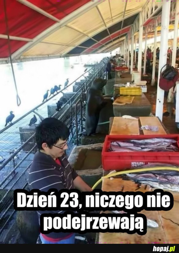 Fokeł