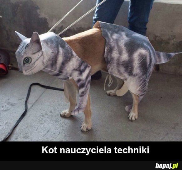 Kot
