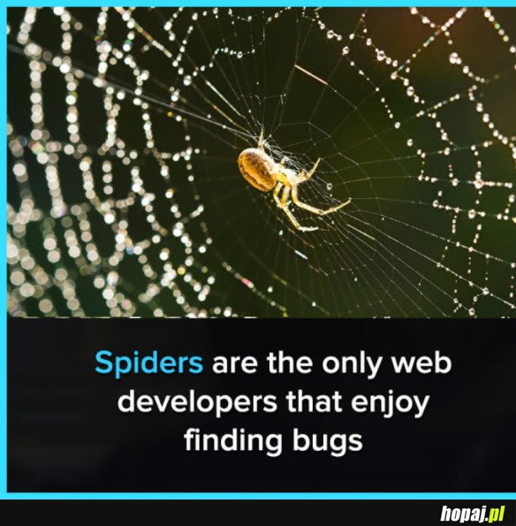 WEB DEVELOPER