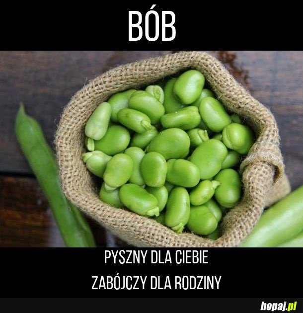 Bób