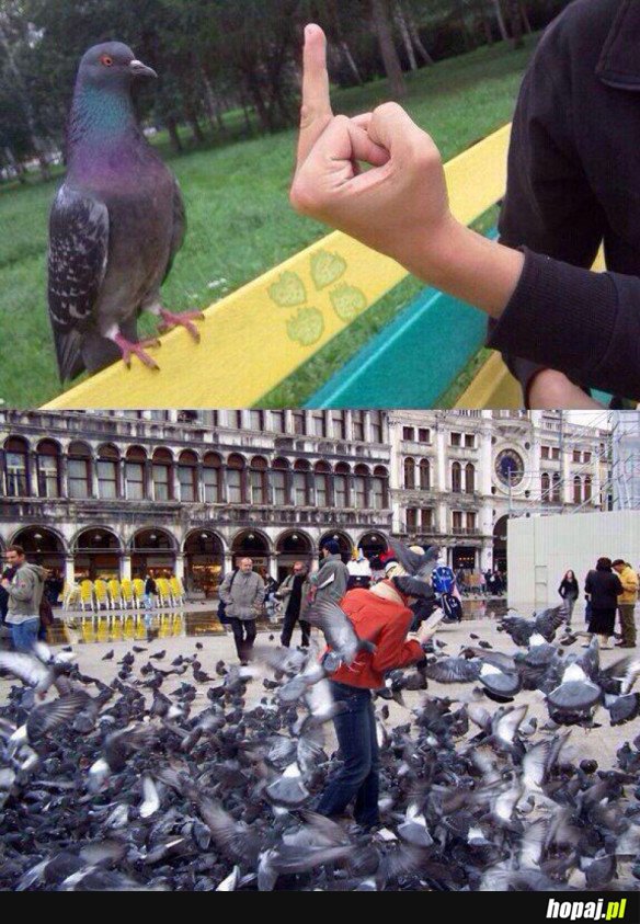 NIE ZADZIERAJ Z GOŁOMPEM
