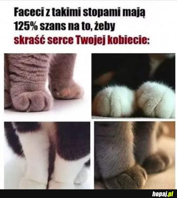 MIAU TO FAKT.