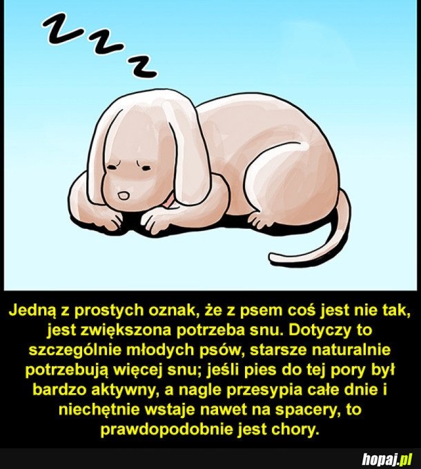 JAK ROZPOZNAĆ, ŻE TWÓJ PIES JEST CHORY