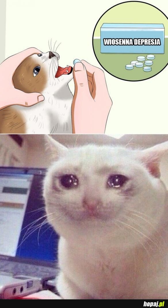 Smutny kot