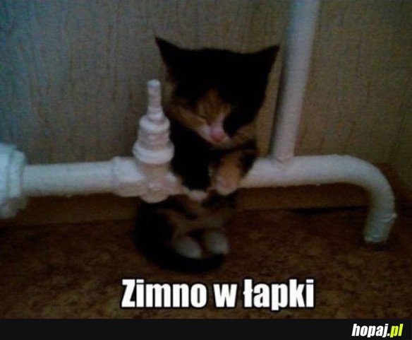 Zimno w łapki