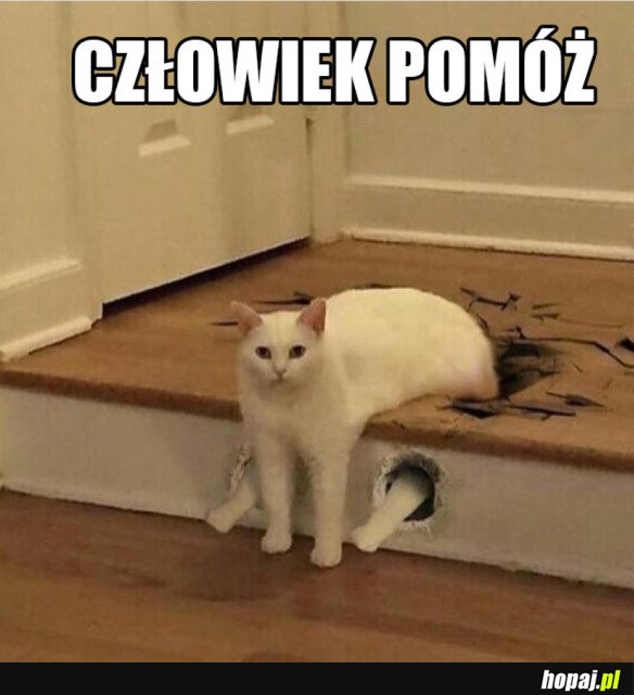 KOTEŁ UTKNĄŁ
