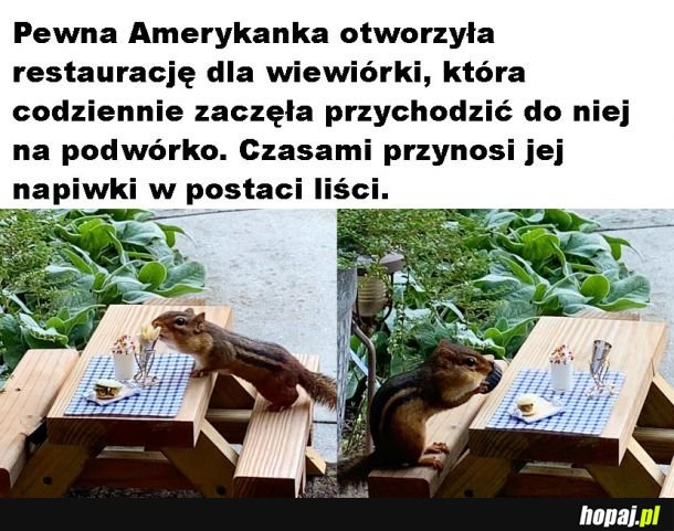 Restauracja dla wiewiórki
