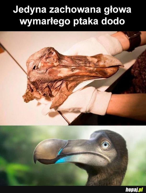 Wymarłe ptaki