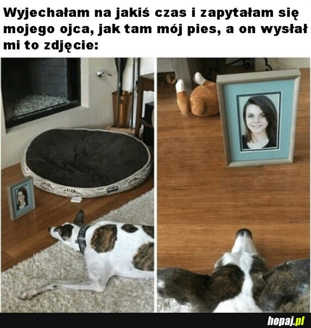 Nie zasługujemy na miłość psów