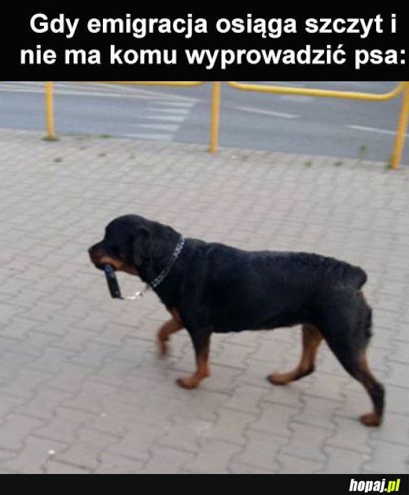 Gdy nie ma komu psa wyprowadzić