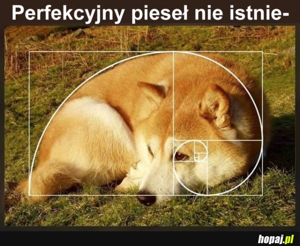 PERFEKCYJNY PIESEŁ