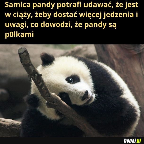 Moja ex była pandą