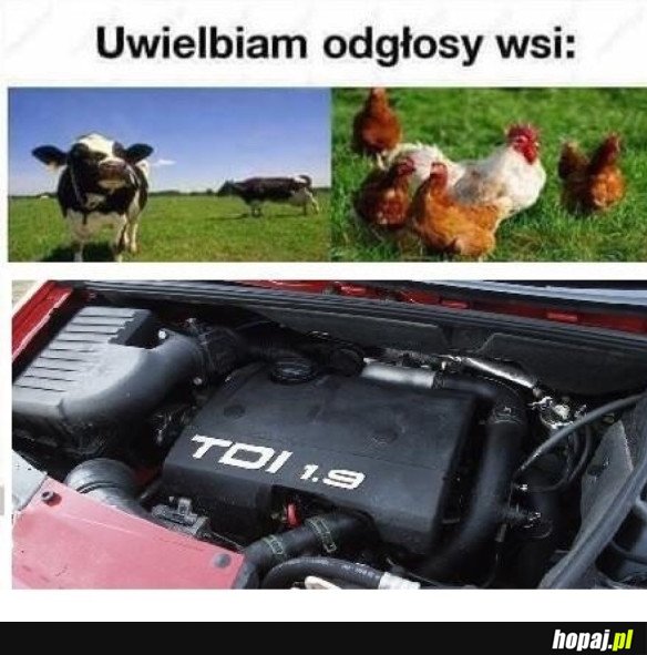 ODGŁOSY WSI
