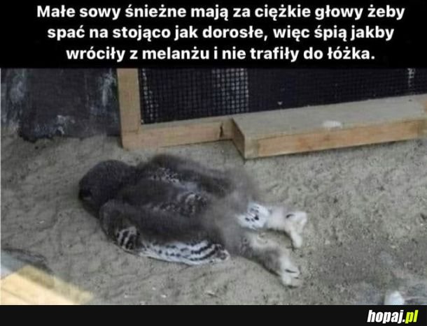 Sowa