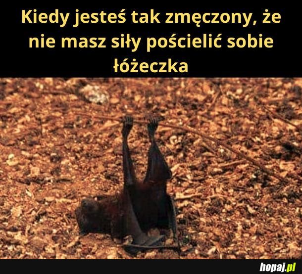 Zmęczony nietoperek 