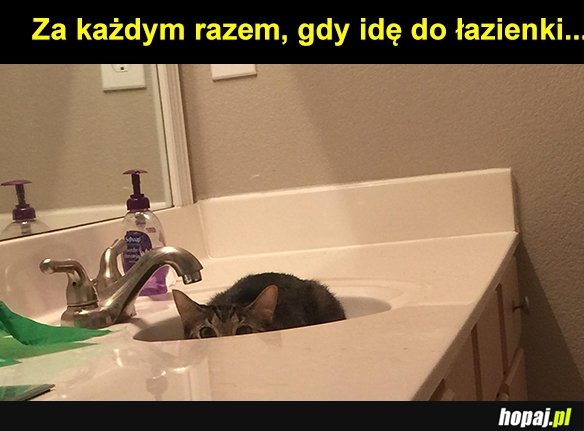 Koteł