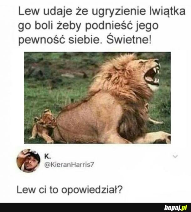 Lew udaje, że ugryzienie lwiątka go boli 