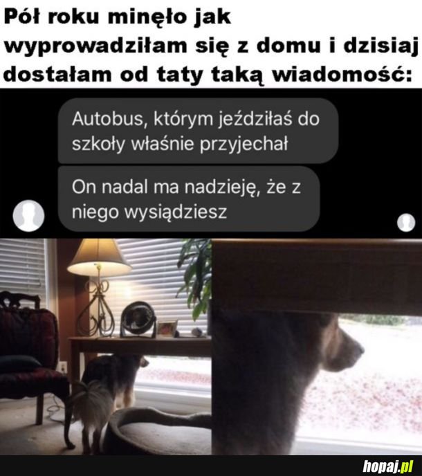 Stęskniony pieseł