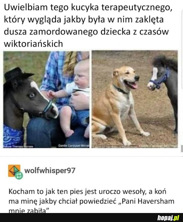 Ten kucyk mnie przeraża