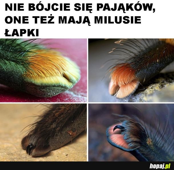 Słodkie łapki