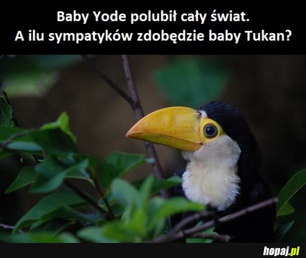Cute bird
