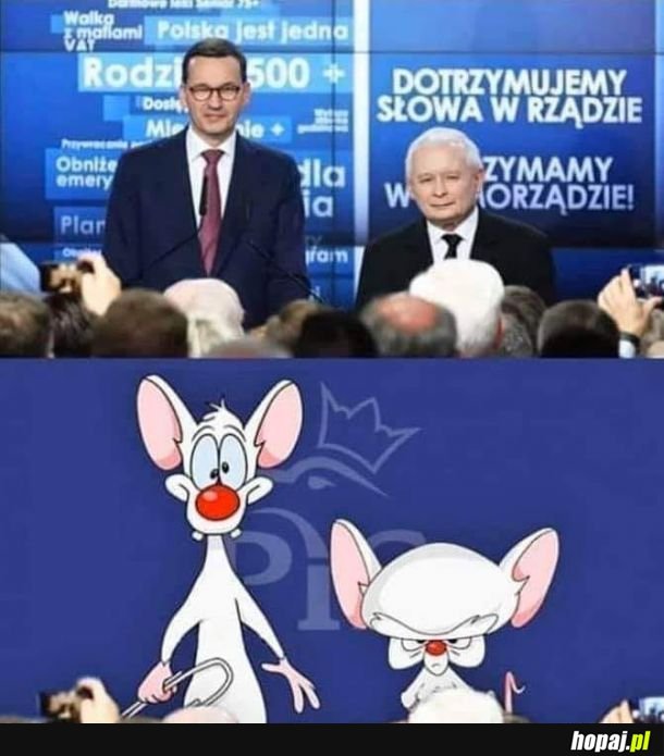 Pinki i Kaczyński