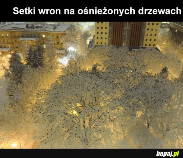 CO ZA WIDOK