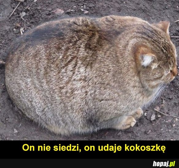 Koteł