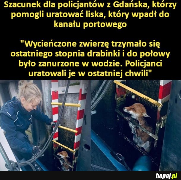 Policjanci uratowali liska